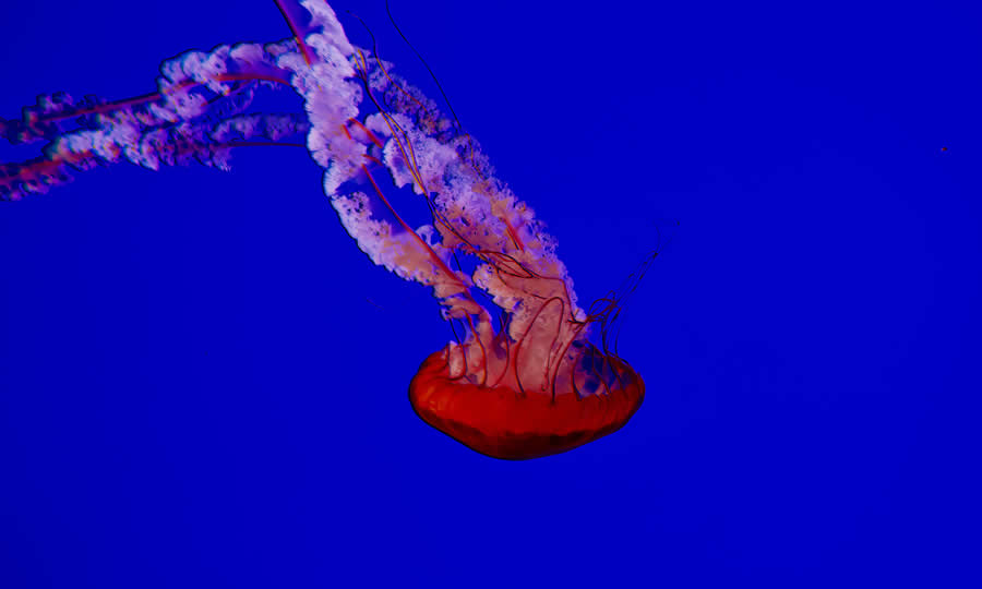 Gurushots Magnificent Macro Winners Photo Challenge