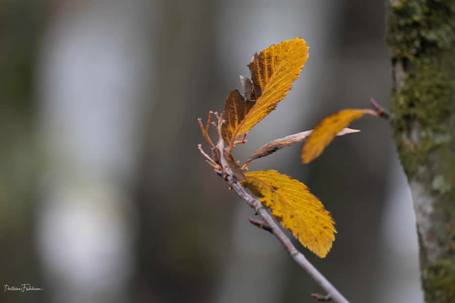 Gurushots Magnificent Macro Winners Photo Challenge