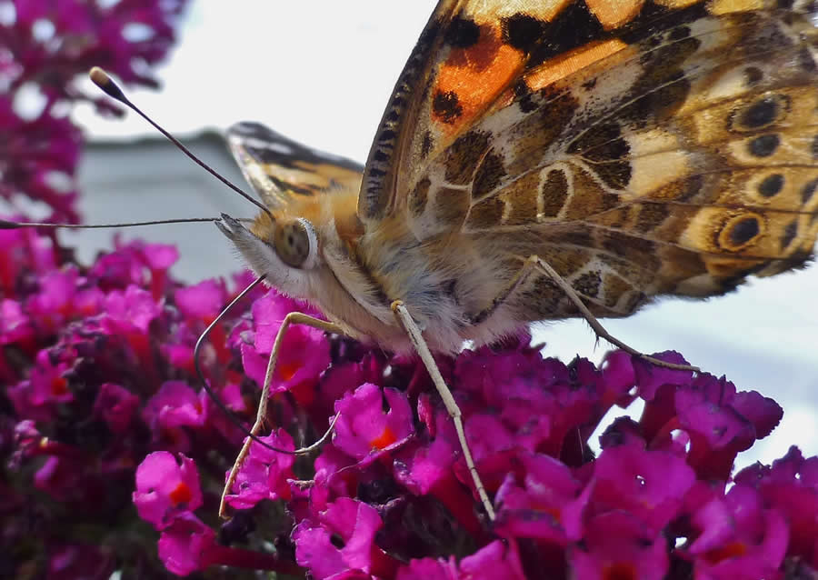 Gurushots Magnificent Macro Winners Photo Challenge