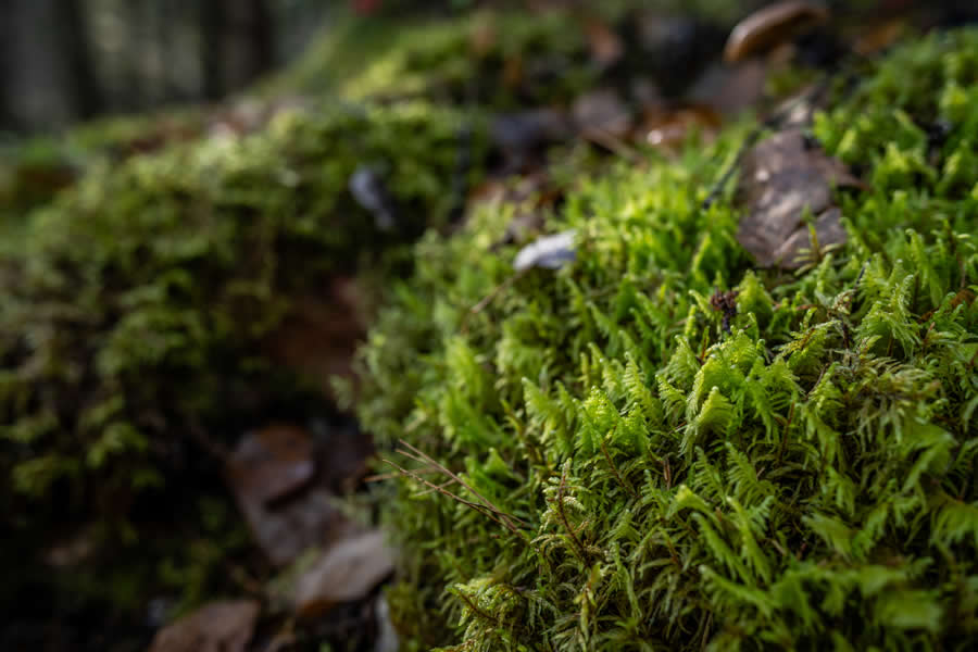 Gurushots Magnificent Macro Winners Photo Challenge