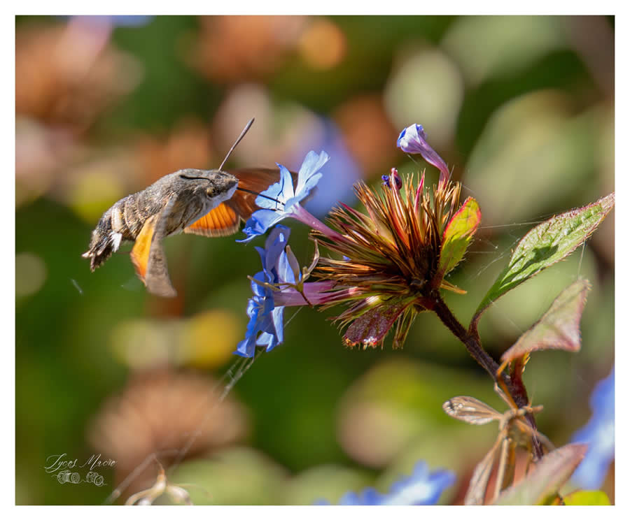 Gurushots Magnificent Macro Winners Photo Challenge