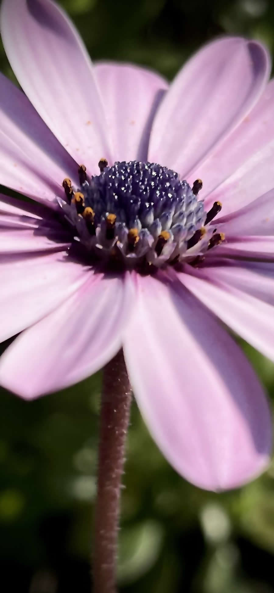 Gurushots Magnificent Macro Winners Photo Challenge