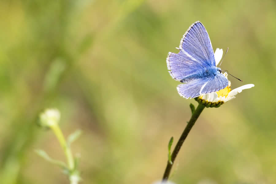 Gurushots Magnificent Macro Winners Photo Challenge