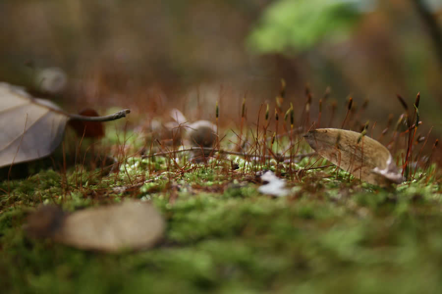 Gurushots Magnificent Macro Winners Photo Challenge