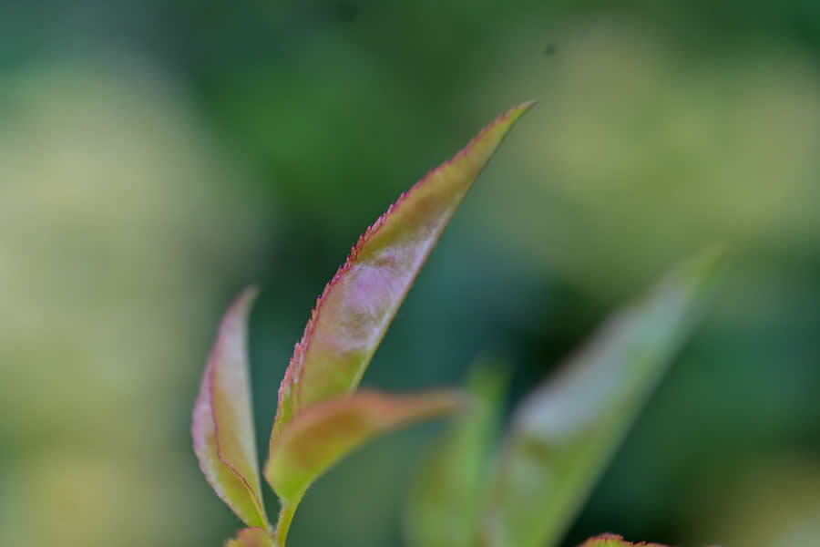 Gurushots Magnificent Macro Winners Photo Challenge