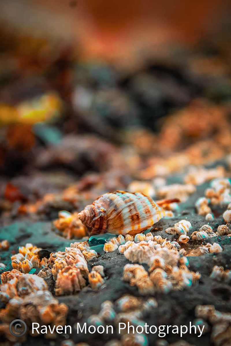 Gurushots Magnificent Macro Winners Photo Challenge