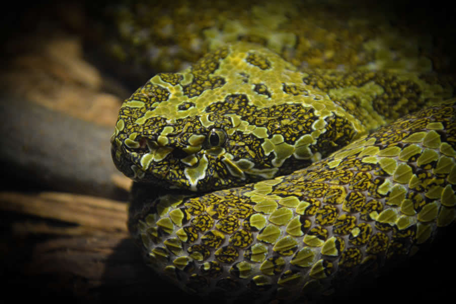 Gurushots Magnificent Macro Winners Photo Challenge