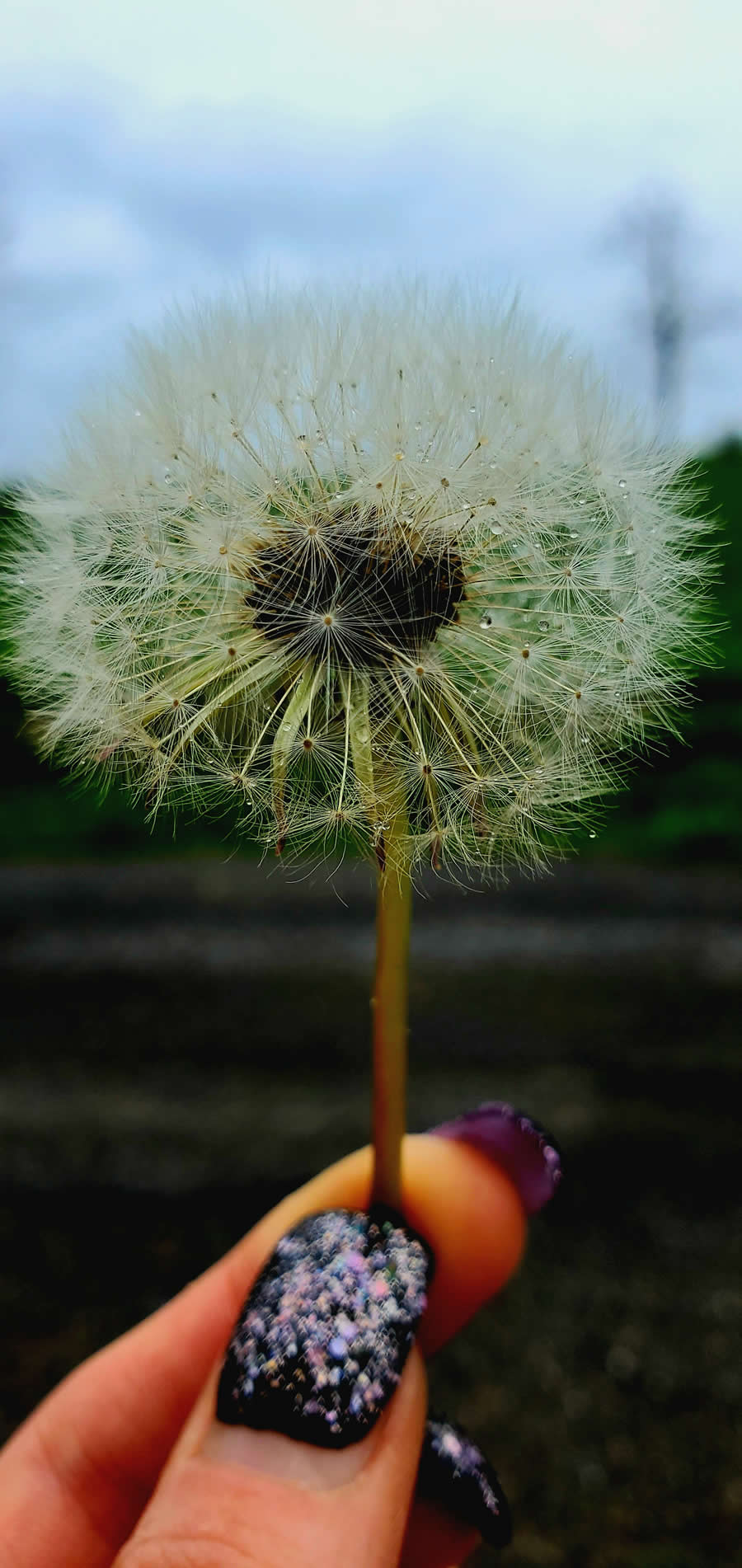 Gurushots Magnificent Macro Winners Photo Challenge