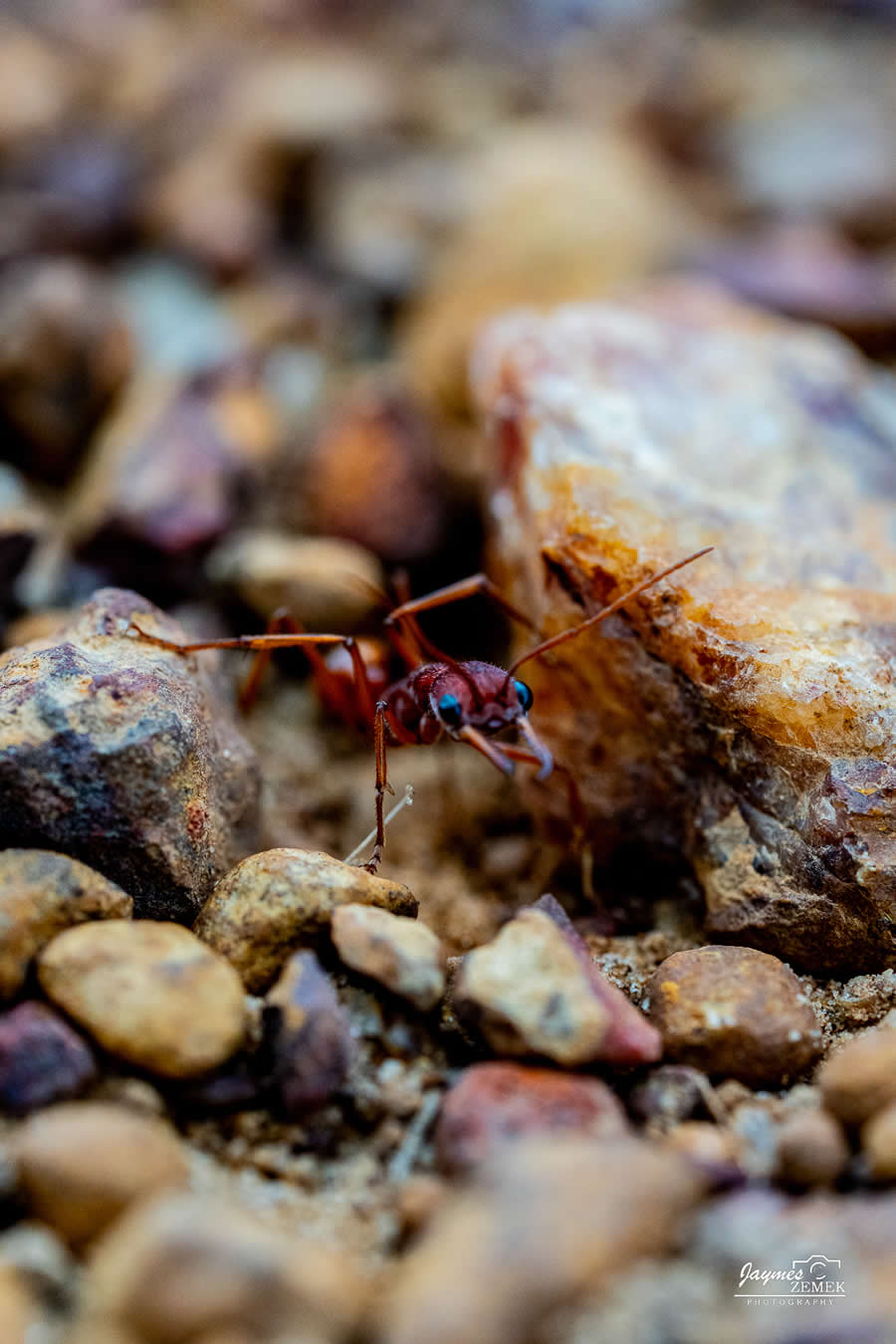 Gurushots Magnificent Macro Winners Photo Challenge