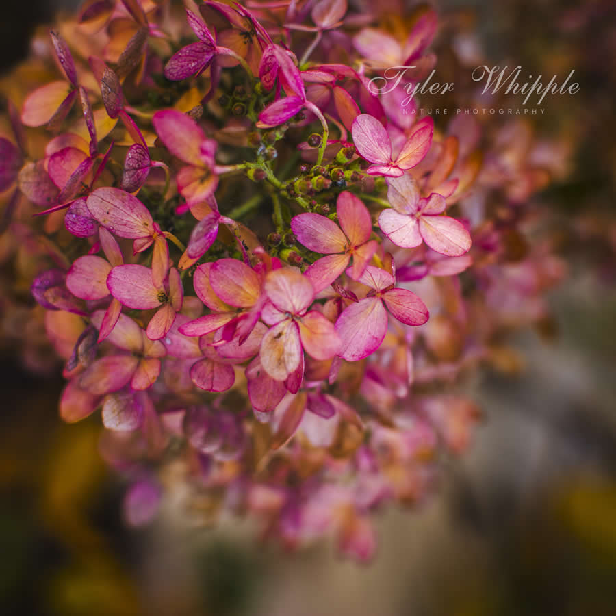 Gurushots Magnificent Macro Winners Photo Challenge