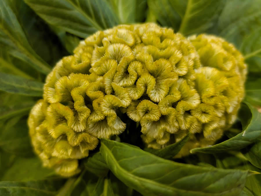 Gurushots Magnificent Macro Winners Photo Challenge