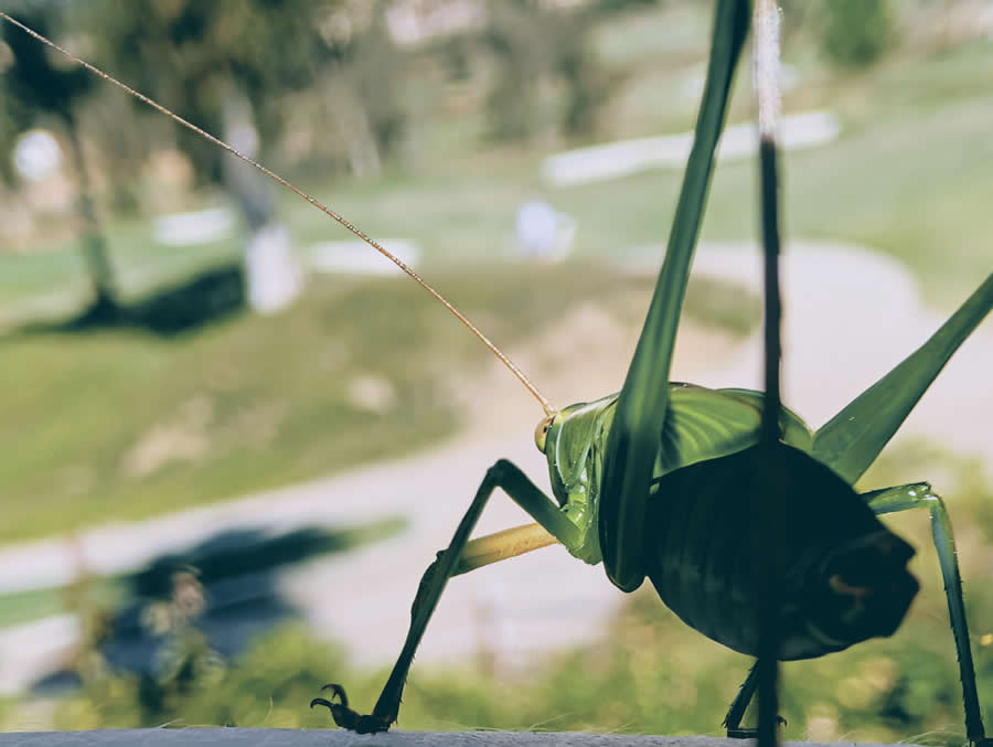 Gurushots Magnificent Macro Winners Photo Challenge