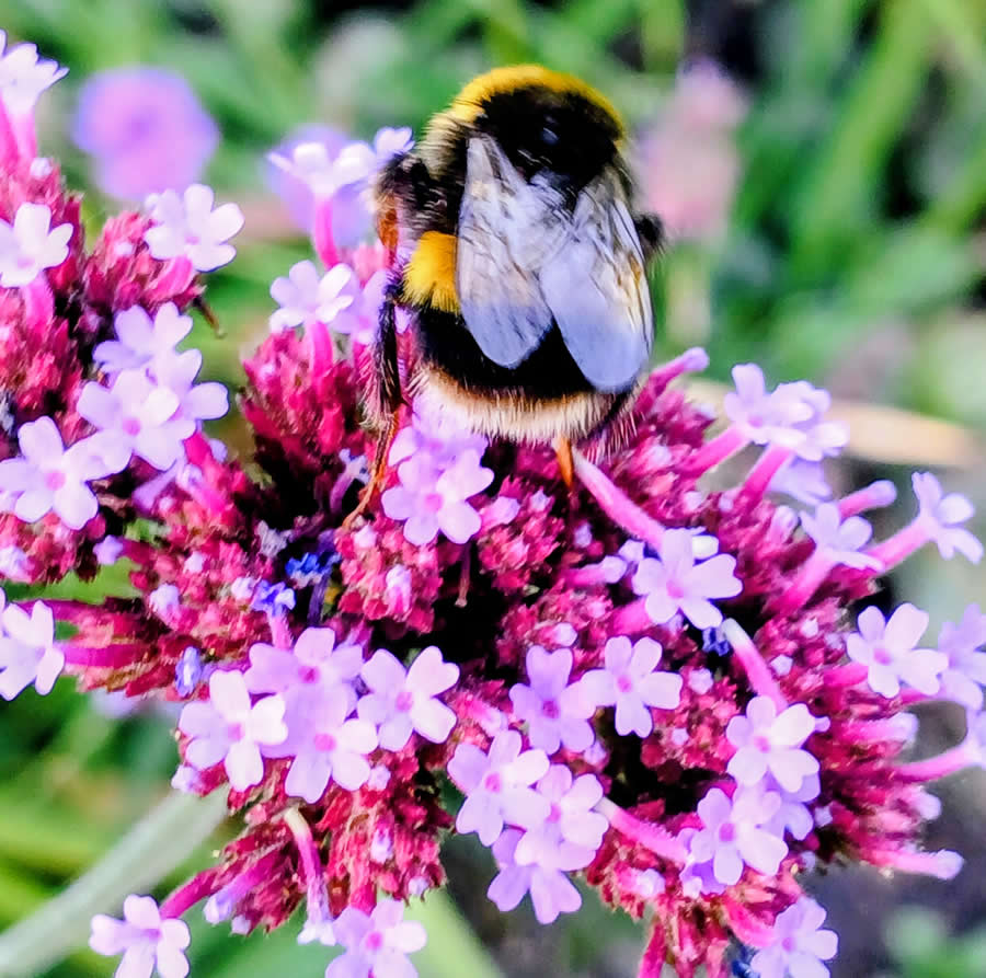 Gurushots Magnificent Macro Winners Photo Challenge