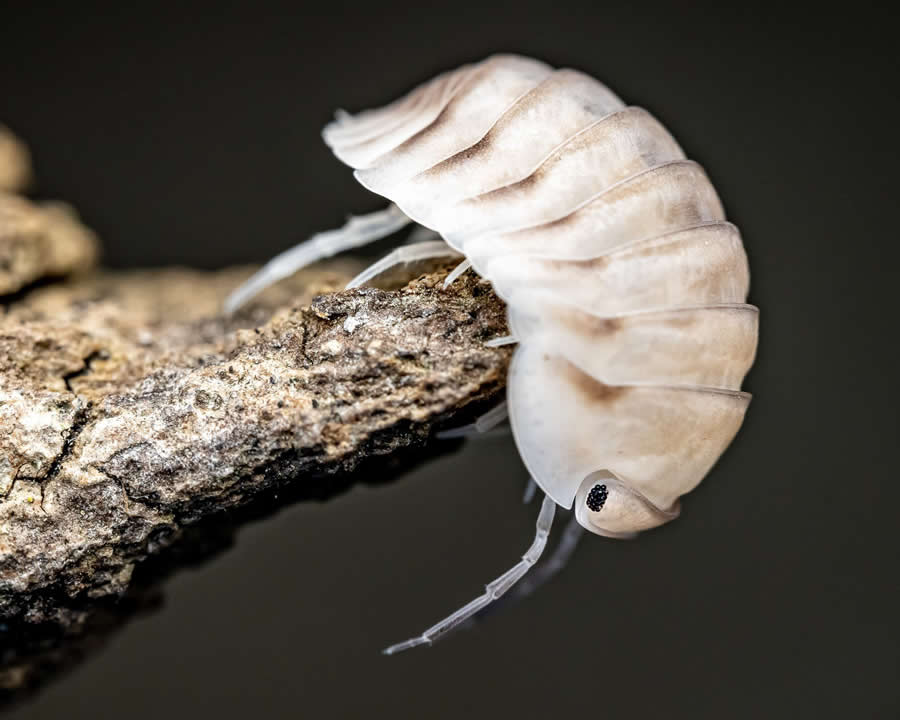 Gurushots Magnificent Macro Winners Photo Challenge