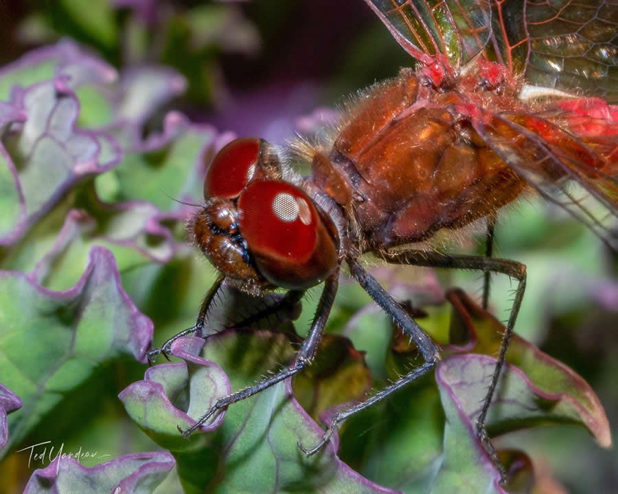 Gurushots Magnificent Macro Winners Photo Challenge