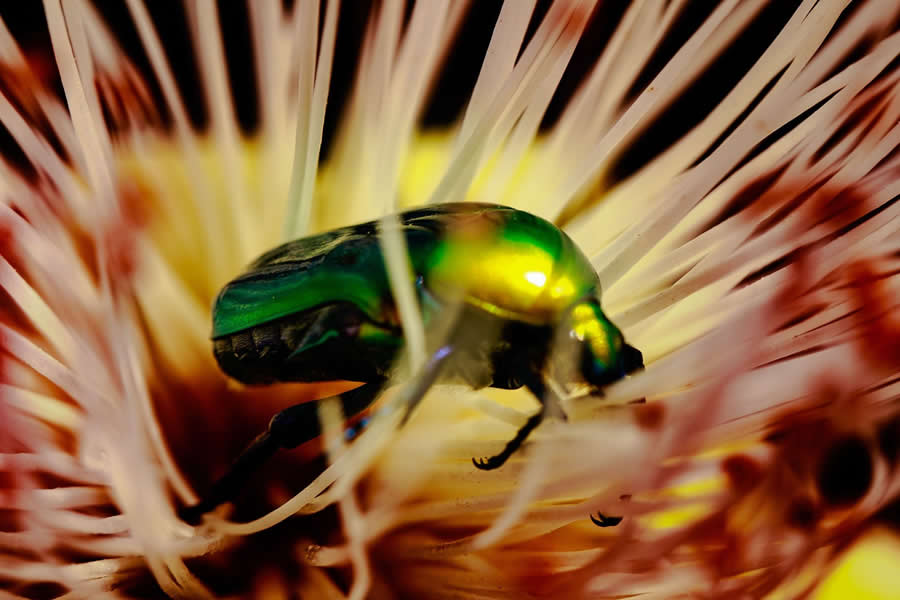 Gurushots Magnificent Macro Winners Photo Challenge