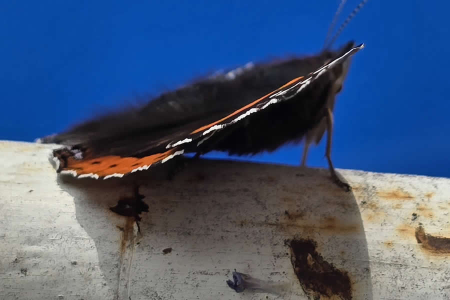 Gurushots Magnificent Macro Winners Photo Challenge