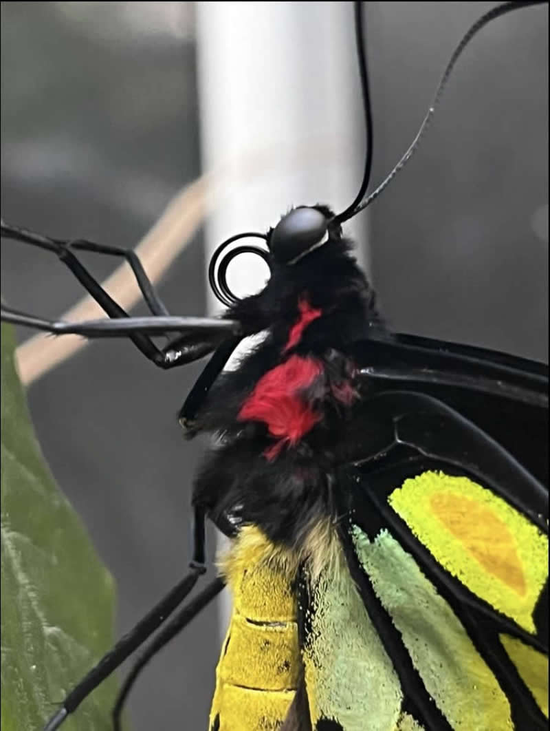 Gurushots Magnificent Macro Winners Photo Challenge