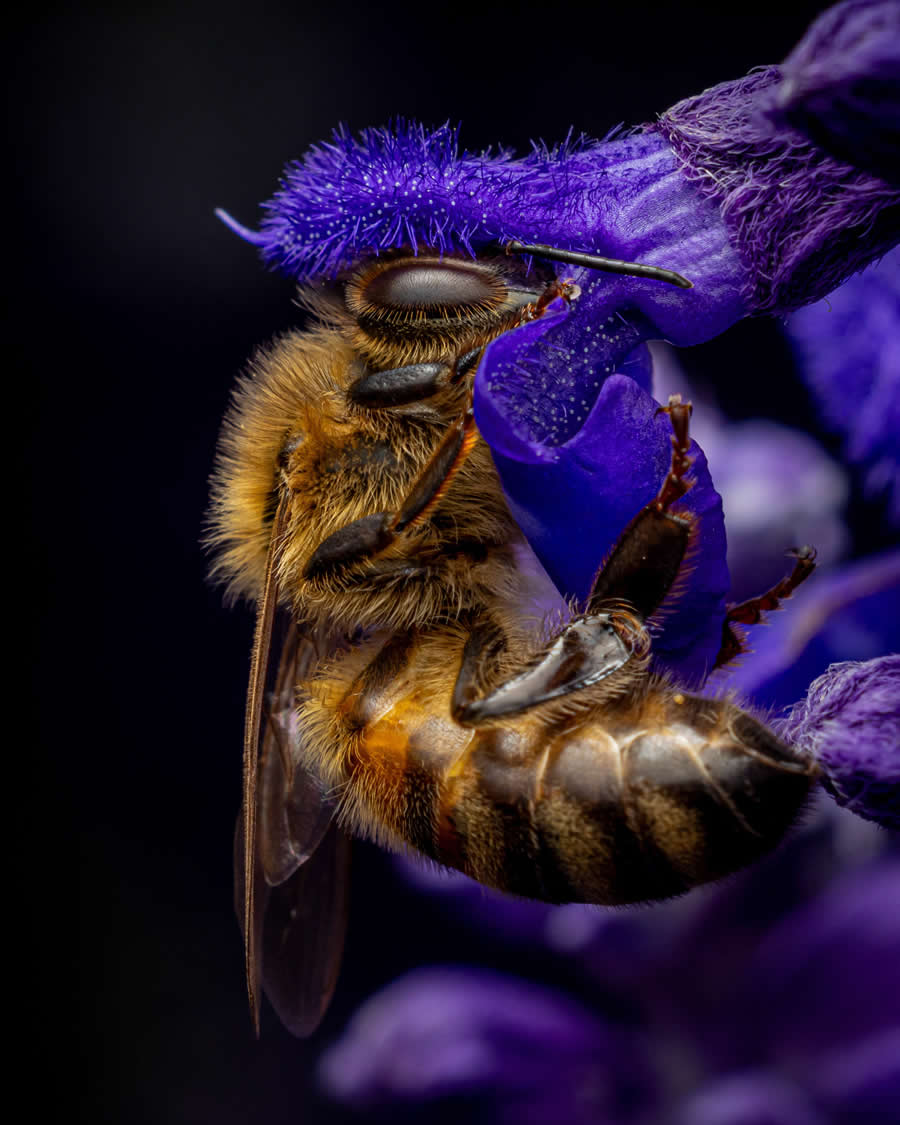 Gurushots Magnificent Macro Winners Photo Challenge