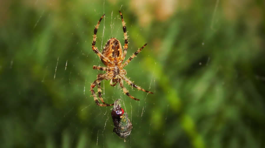 Gurushots Magnificent Macro Winners Photo Challenge