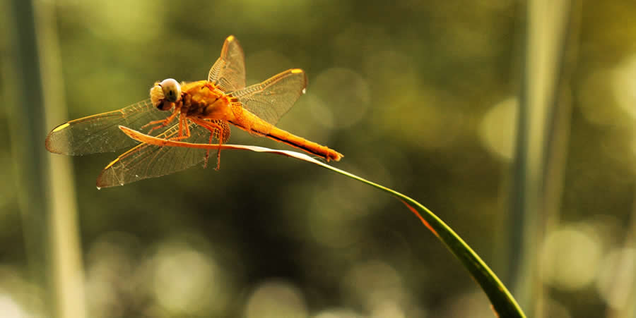 Gurushots Magnificent Macro Winners Photo Challenge