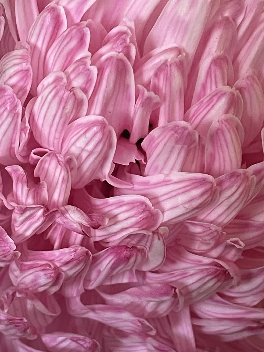 Gurushots Magnificent Macro Winners Photo Challenge