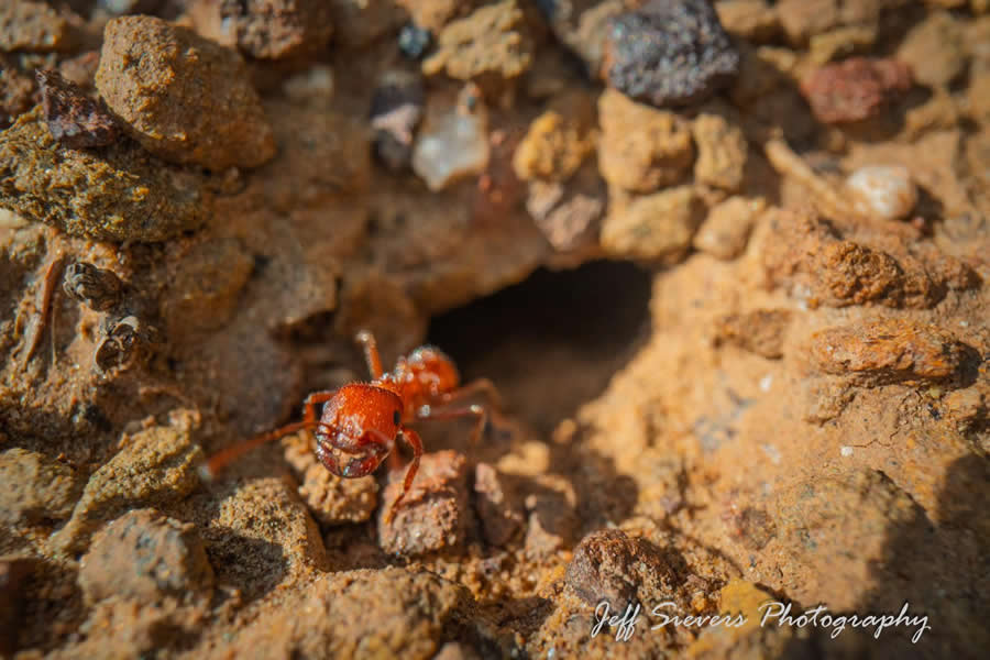 Gurushots Magnificent Macro Winners Photo Challenge