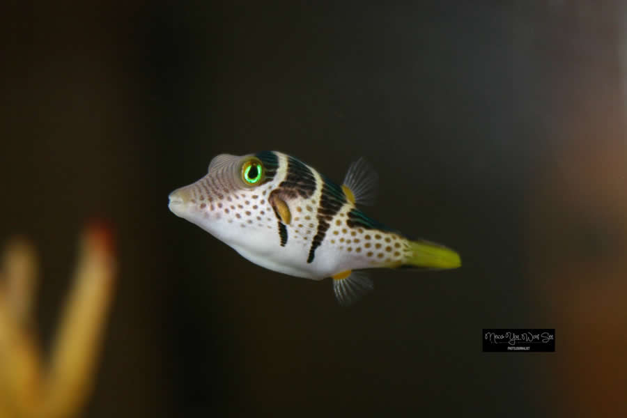 Gurushots Magnificent Macro Winners Photo Challenge