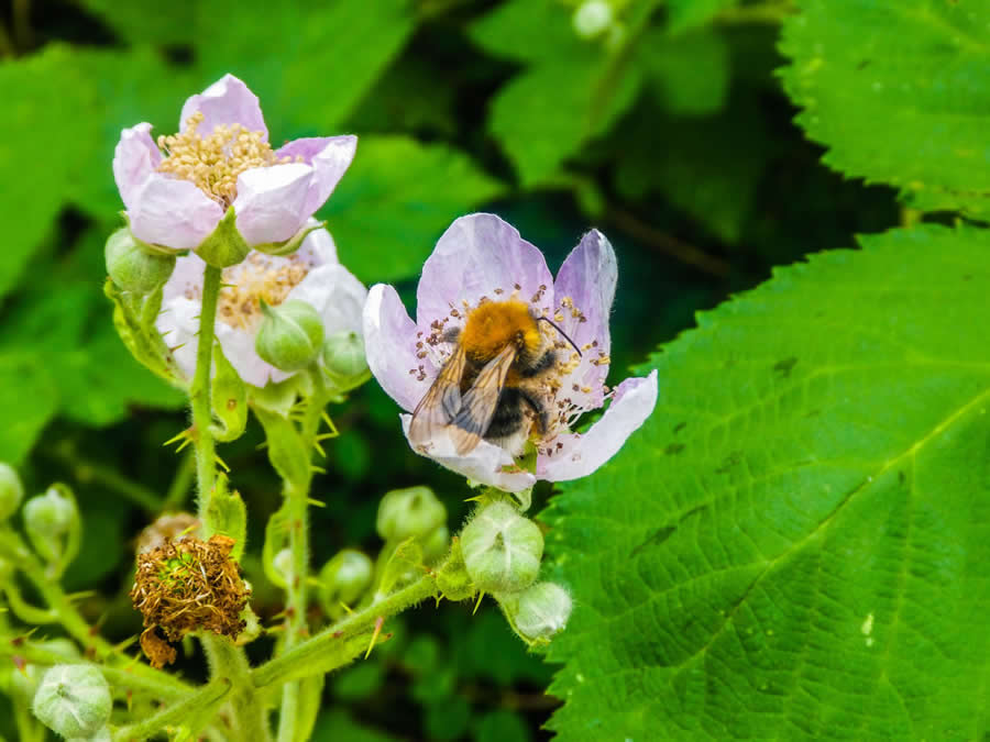 Gurushots Magnificent Macro Winners Photo Challenge