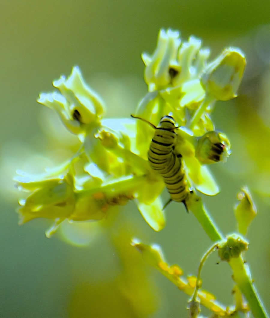 Gurushots Magnificent Macro Winners Photo Challenge