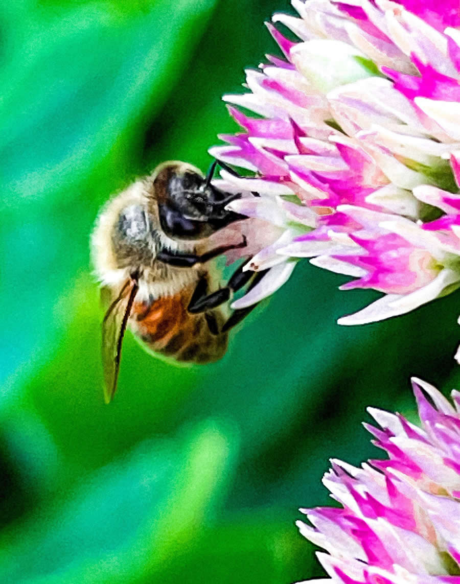 Gurushots Magnificent Macro Winners Photo Challenge