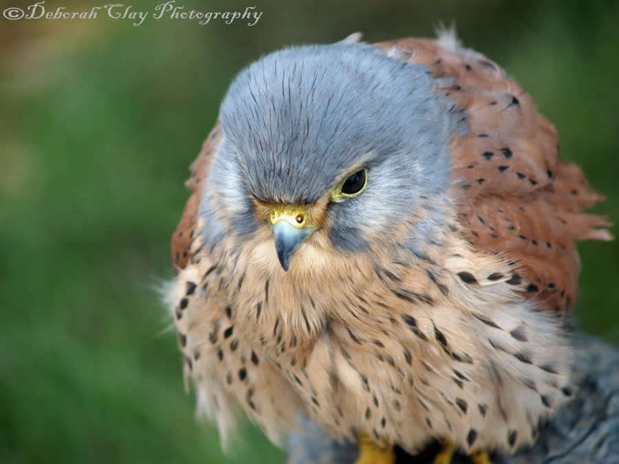 Gurushots Magnificent Macro Winners Photo Challenge