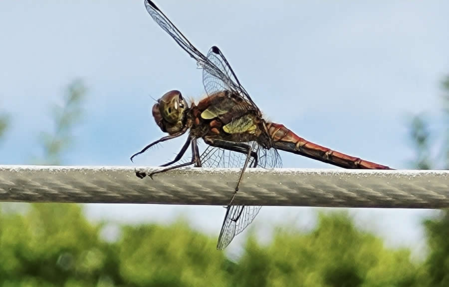 Gurushots Magnificent Macro Winners Photo Challenge