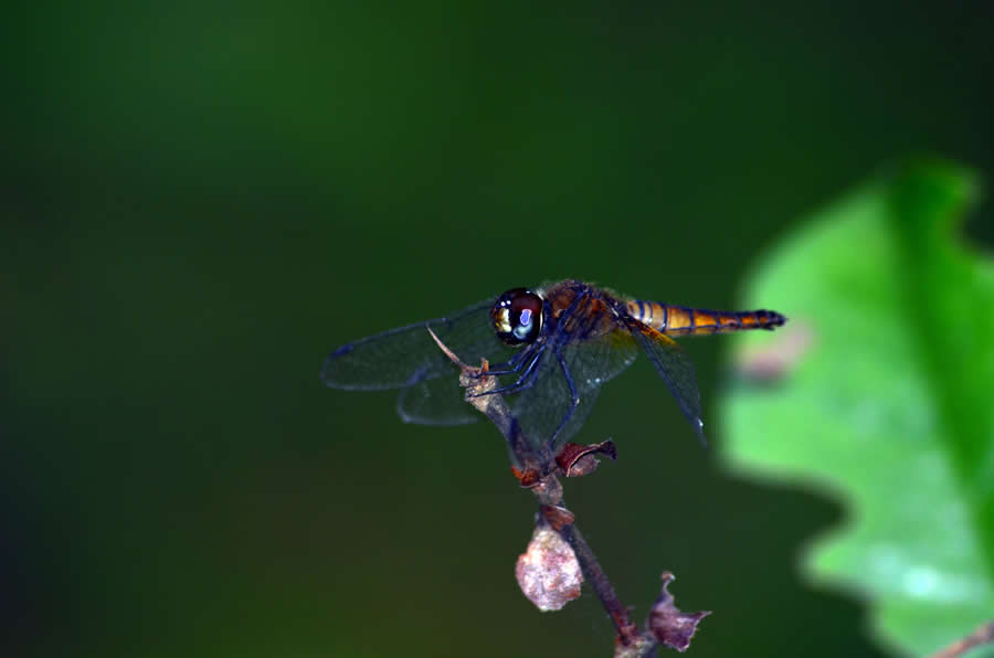 Gurushots Magnificent Macro Winners Photo Challenge