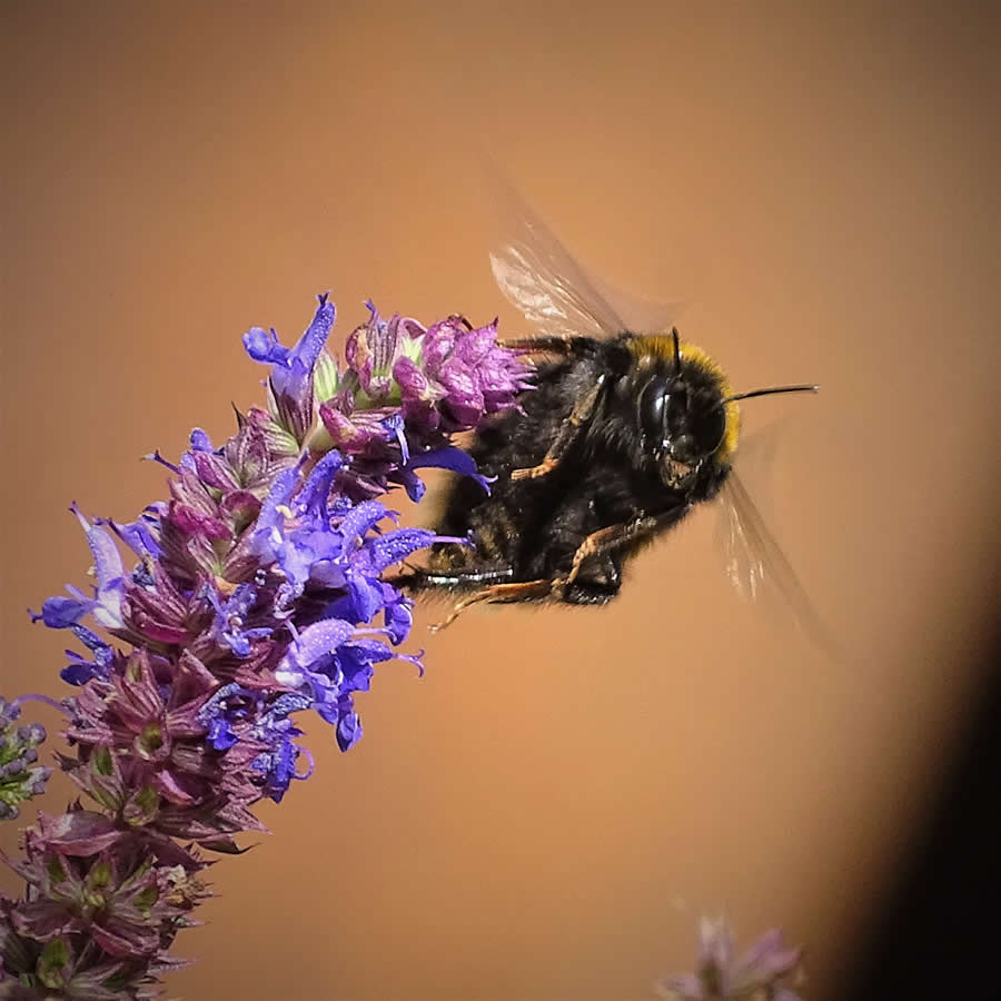 Gurushots Magnificent Macro Winners Photo Challenge