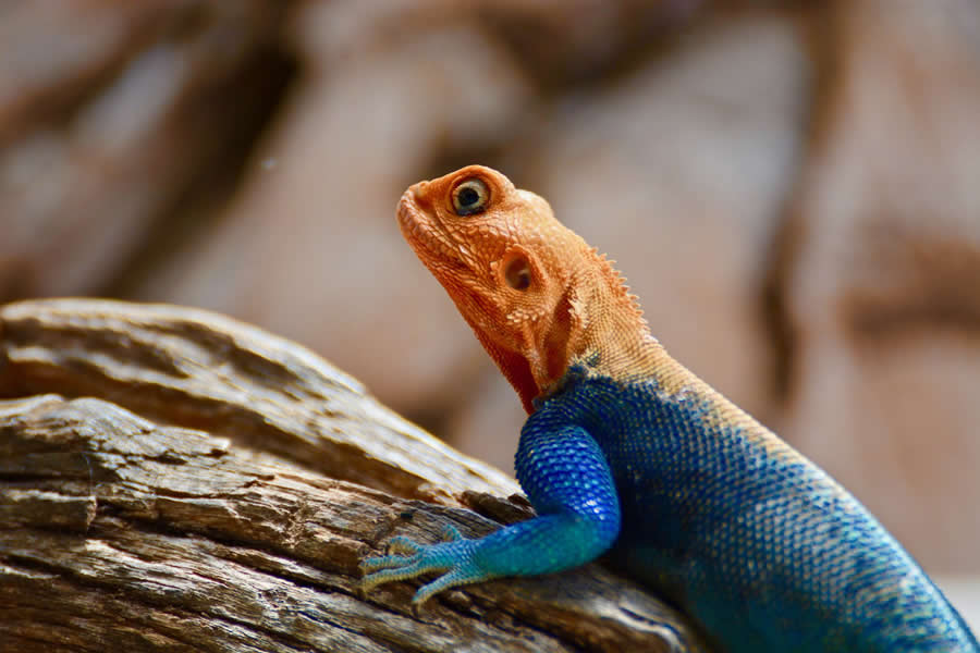 Gurushots Magnificent Macro Winners Photo Challenge