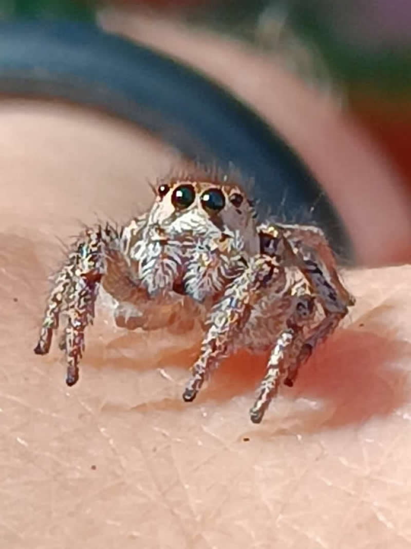 Gurushots Magnificent Macro Winners Photo Challenge