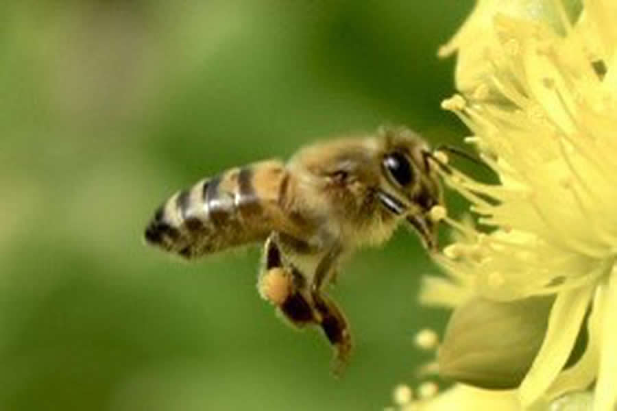 Gurushots Magnificent Macro Winners Photo Challenge