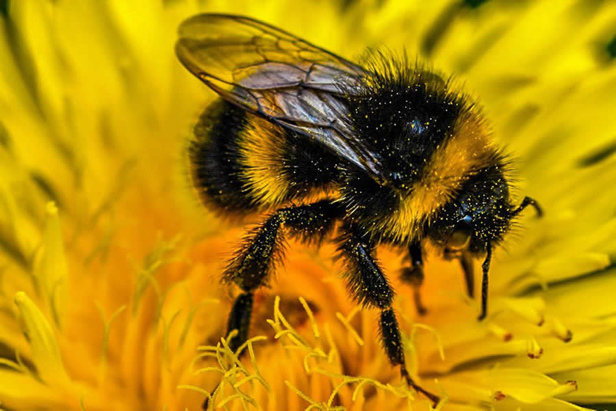 Gurushots Magnificent Macro Winners Photo Challenge