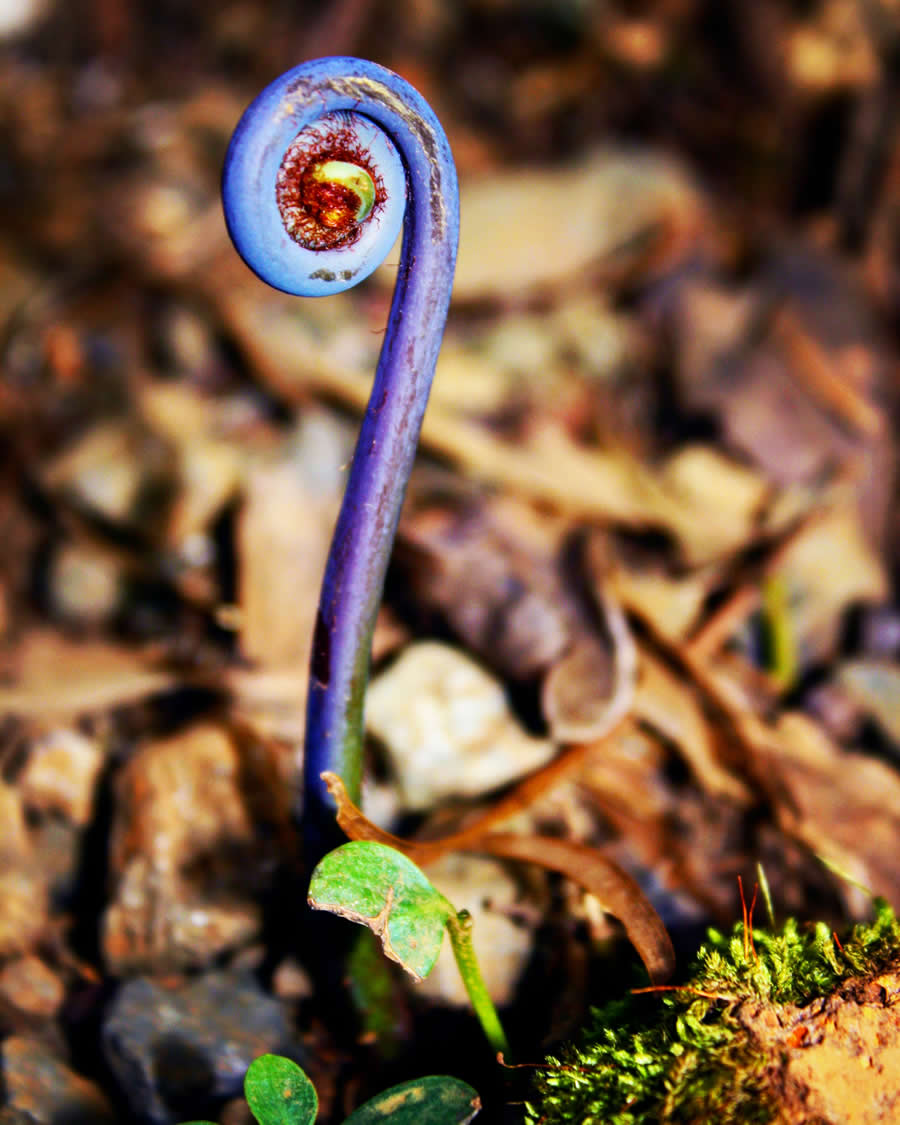 Gurushots Magnificent Macro Winners Photo Challenge