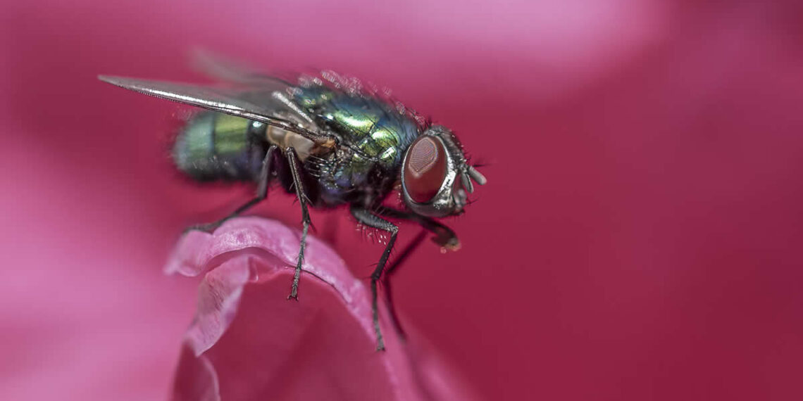 Gurushots Magnificent Macro Winners Photo Challenge