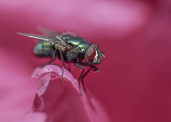 Gurushots Magnificent Macro Winners Photo Challenge