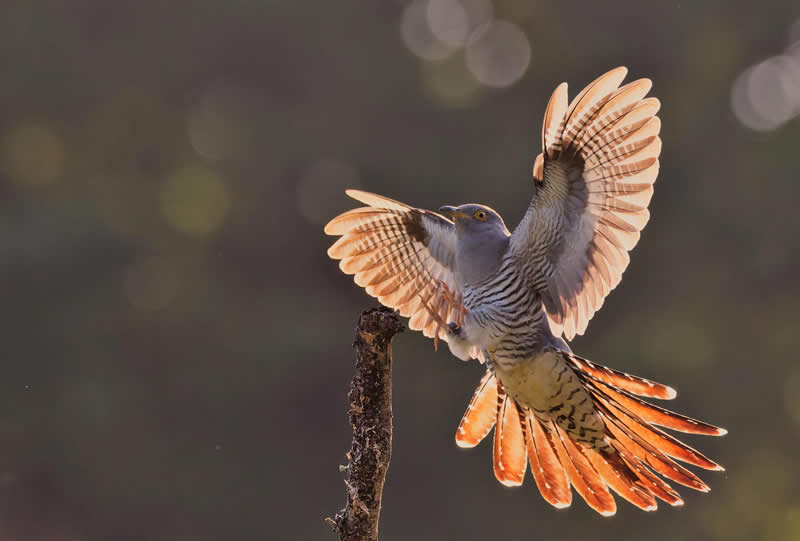 London Camera Exchange Photographer of the Year 2025 Winners