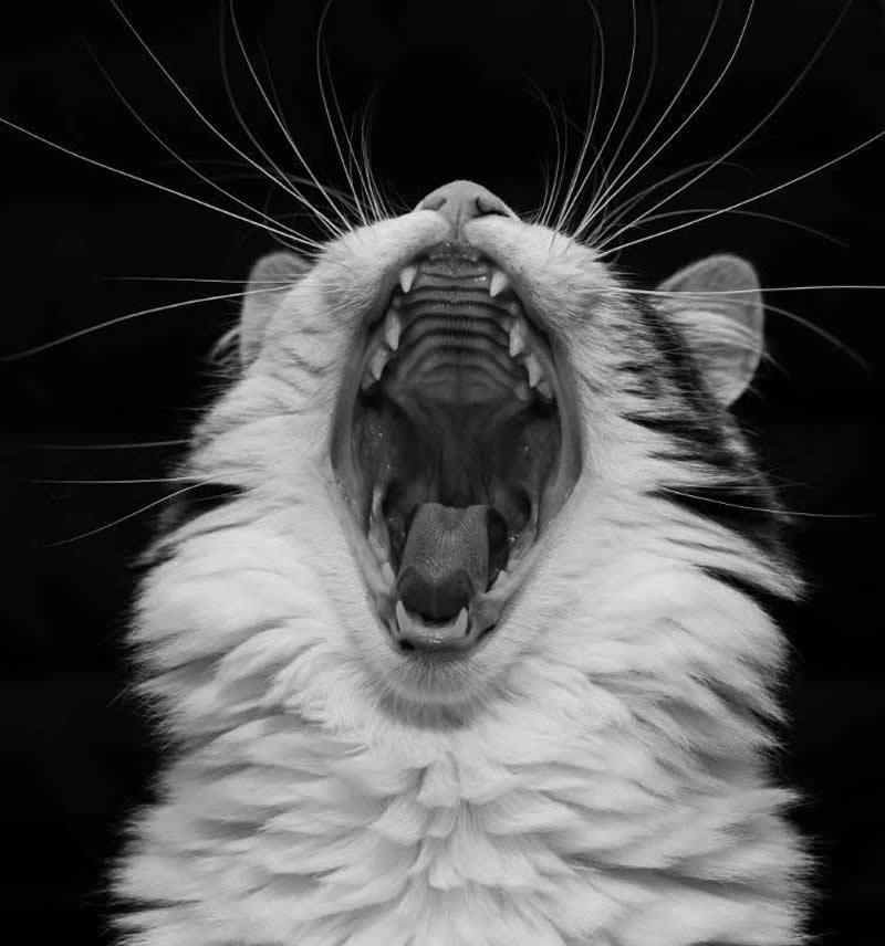 London Camera Exchange Photographer of the Year 2025 Winners