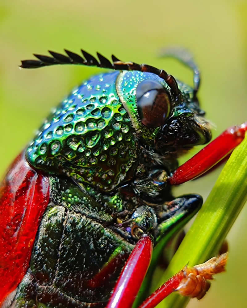 Macro Photography by Aditya Bhat