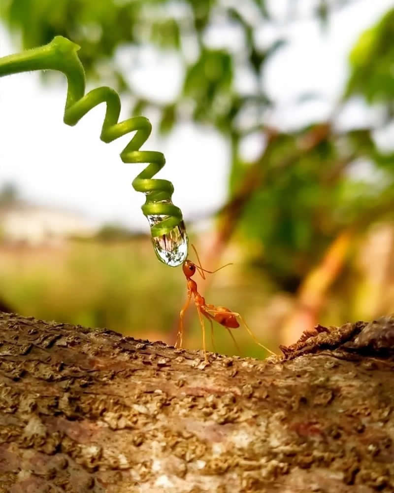 Macro Photography by Aditya Bhat