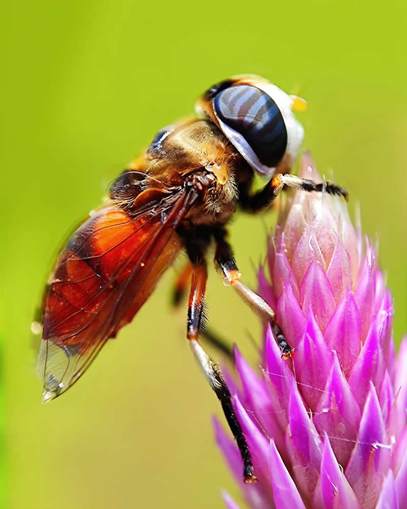 Macro Photography by Aditya Bhat