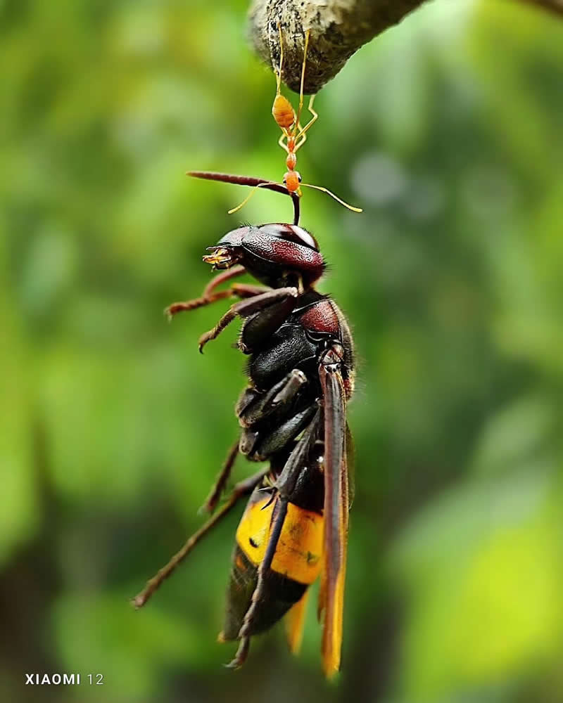 Macro Photography by Aditya Bhat