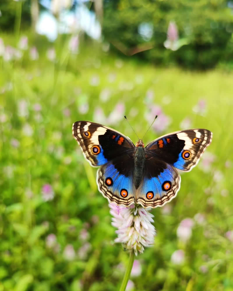 Macro Photography by Aditya Bhat