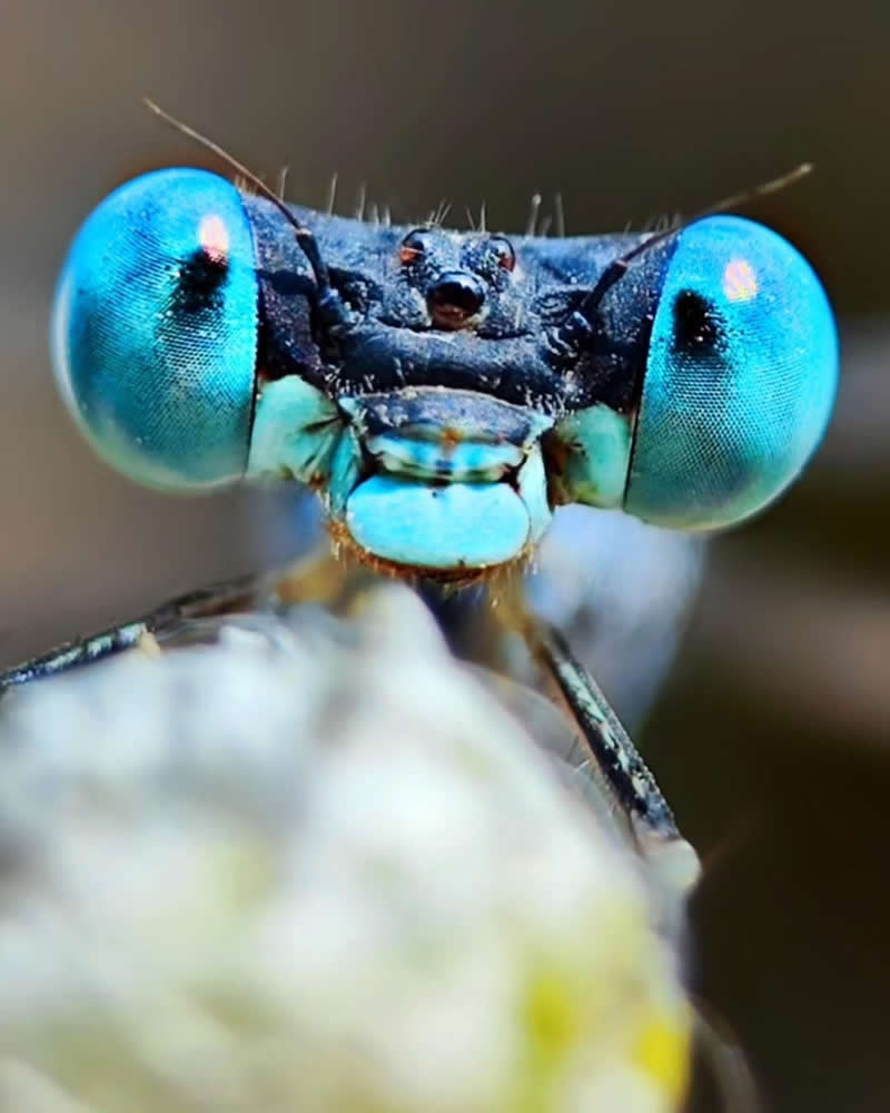 Macro Photography by Aditya Bhat